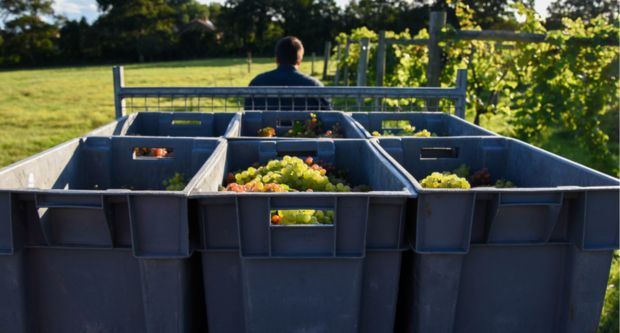 Stanlake Park Wine Estate, Berkshire